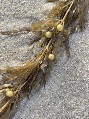 Sargassum fluitans