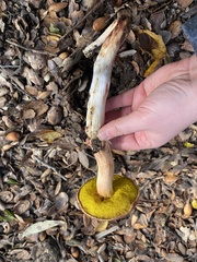 Aureoboletus flaviporus