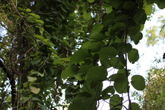 Stigmaphyllon bonariense