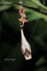 Arachnura