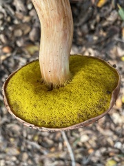 Aureoboletus flaviporus