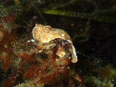 Pagurixus jerviensis