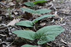 Stigmaphyllon bonariense