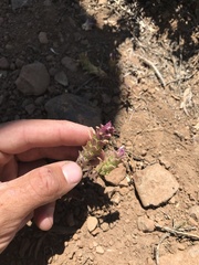 Orthocarpus cuspidatus cryptanthus