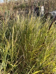Panicum repens