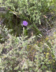 Thysanotus racemoides
