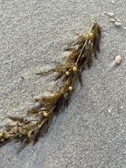Sargassum fluitans