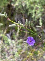 Thysanotus racemoides