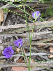 Thysanotus racemoides