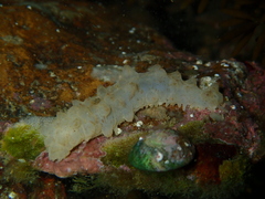 Australostichopus mollis