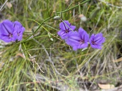 Thysanotus racemoides