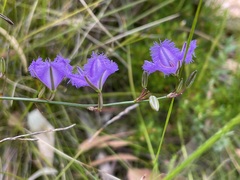 Thysanotus racemoides