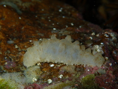 Australostichopus mollis