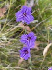 Thysanotus racemoides