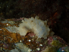 Australostichopus mollis