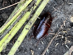 Eurycotis floridana
