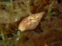 Mitrella semiconvexa