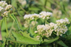 Mikania periplocifolia