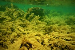 Cystophora moniliformis