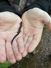 Plethodon elongatus