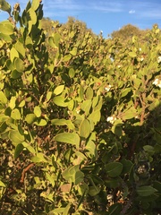 Arctostaphylos pilosula