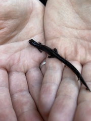 Plethodon elongatus