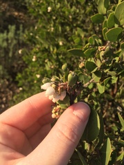 Arctostaphylos pilosula