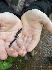 Plethodon elongatus