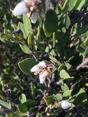 Arctostaphylos pilosula