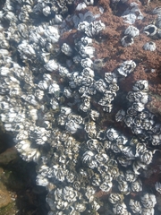 Hexanauplia