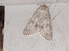Acronicta americana