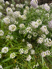 Lobularia