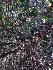 Arctostaphylos pilosula