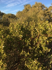 Arctostaphylos pilosula
