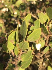 Arctostaphylos pilosula