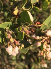 Arctostaphylos pilosula