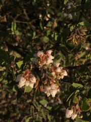 Arctostaphylos pilosula