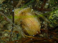 Sclerodoris