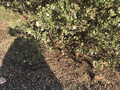 Arctostaphylos pilosula