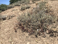 Orthocarpus cuspidatus cryptanthus