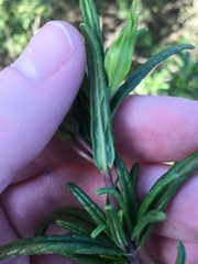 Diplacus aurantiacus