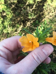 Diplacus aurantiacus