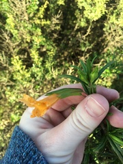 Diplacus aurantiacus