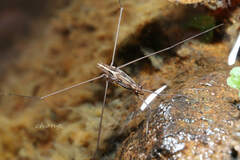 Limnometra