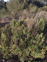 Diplacus aurantiacus