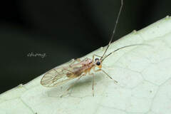 Stenopsocus