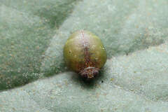 Hemisphaerius