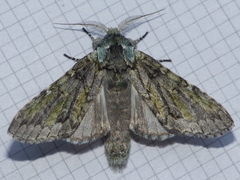 Macrurocampa marthesia