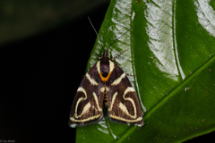 Hemerophila albertiana