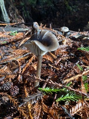 Pseudoclitocybe